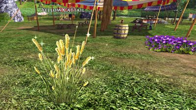 Collect Yellow Cattail plants for the Herbalists