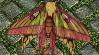LOTRO Moth Kite (Pet) - Spring Festival Cosmetic Pet