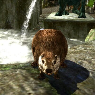 Beaver Pet Facing You