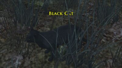 Black Cat for Wayward Shadows