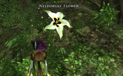 What do the Flowers of the Old Forest look like?
