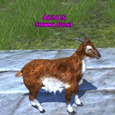 LOTRO Sienna Goat Pet