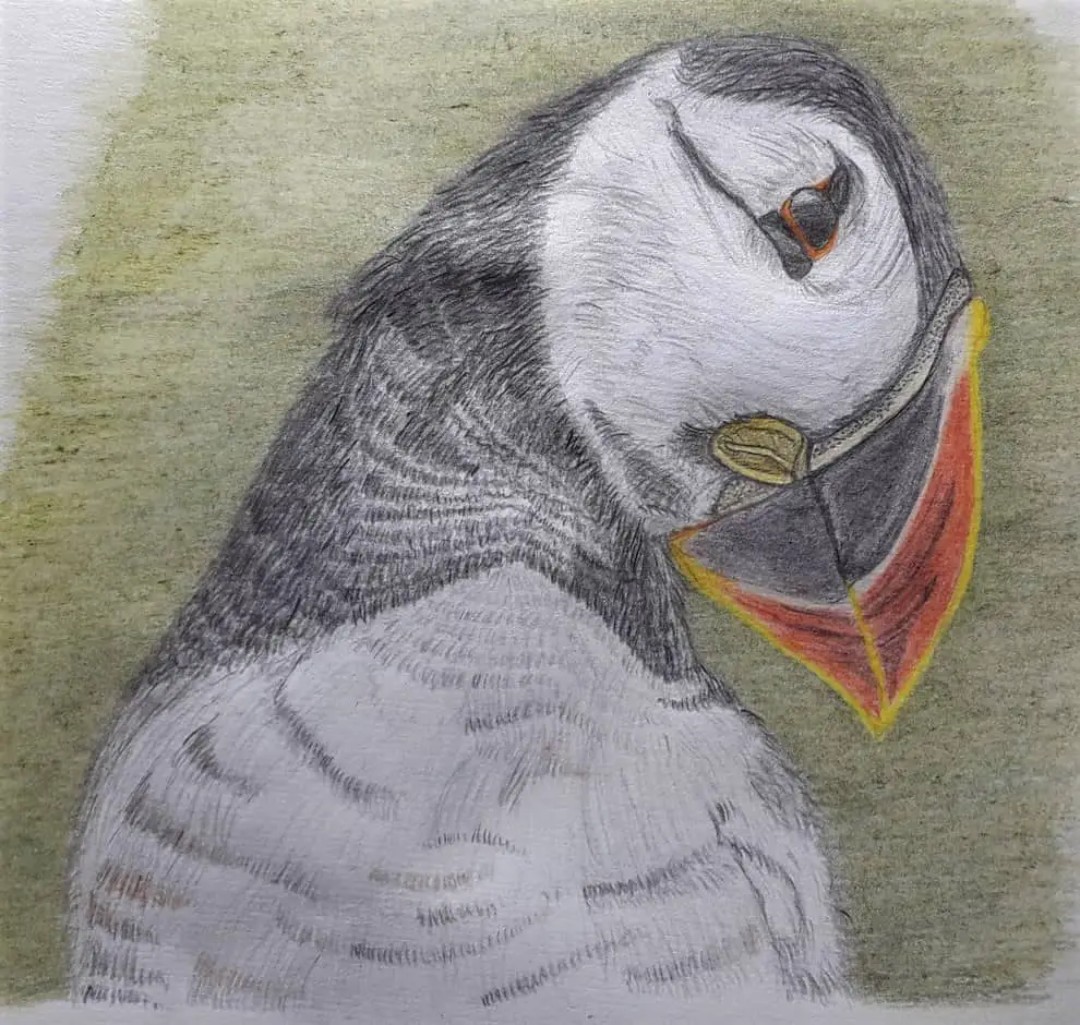 My first try of drawing a puffin's head
