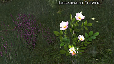 Lossarnach Flowers you need to collect for Beautiful Bouquet side quest