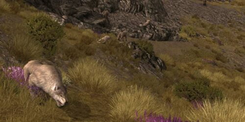 A pack of wargs can be found in Nain Enidh (South)