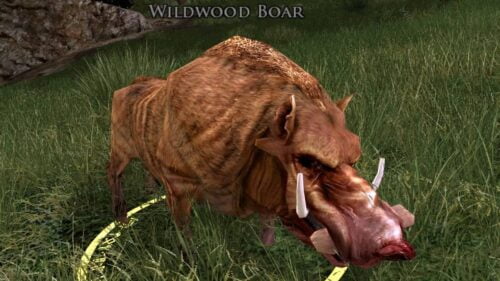 LOTRO Wildwood Boar - Wildwood of Bree-land