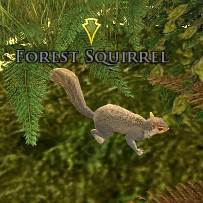 Forest Squirrel
