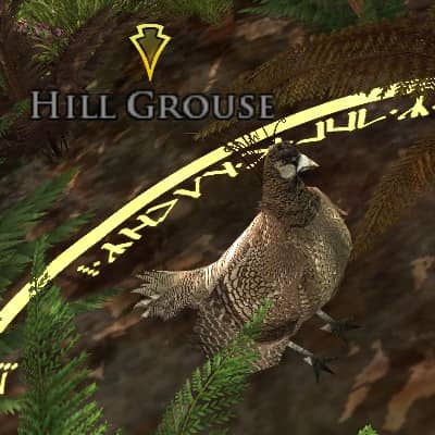 Hill Grouse