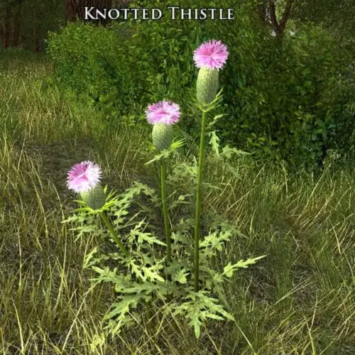 Knotted Thistle - LOTRO Flowers of the Wildwood