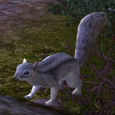 LOTRO Light Grey Squirrel Cosmetic Pet - Defenders of the Angle