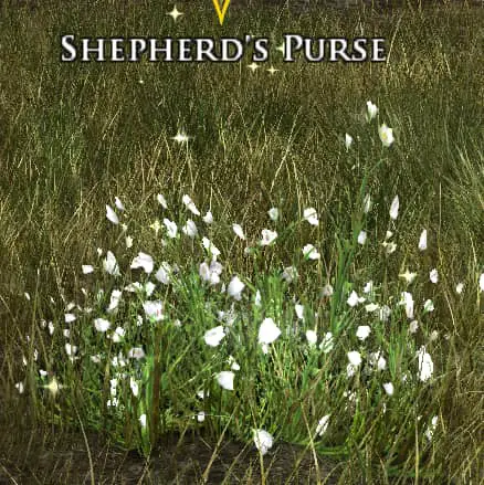Shepherd's Purse - LOTRO Flowers of the Wildwood