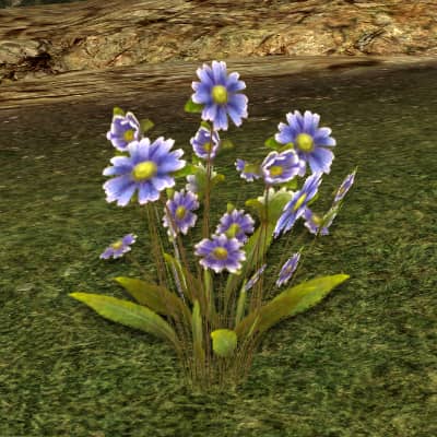 Speedwell - LOTRO Flowers of the Wildwood