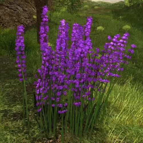 Teasel - LOTRO Flowers of the Wildwood