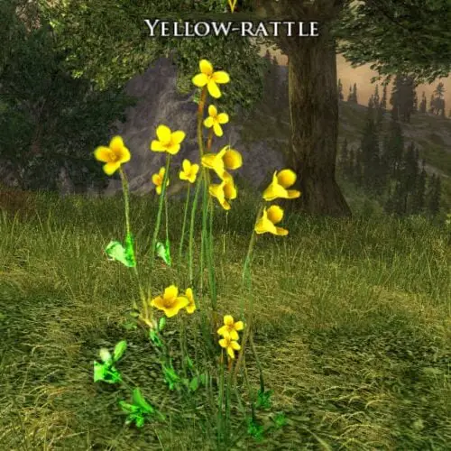 Yellow-Rattle - LOTRO Flowers of the Wildwood