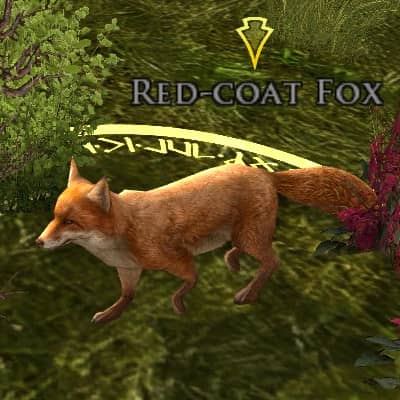 Red-Coat Fox