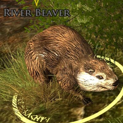 River Beaver