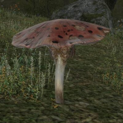 FFXIV Forest Funguar when it is not moving. Just an innocent mushroom...