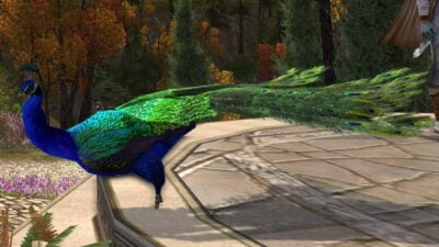 LOTRO Blue Peacock with feathers down.
