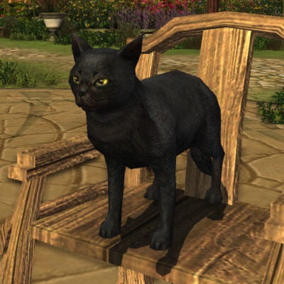 LOTRO Black Cat Pet | Fall Festival Cosmetic Pet