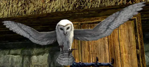 Snowy Barn Owl in Flight