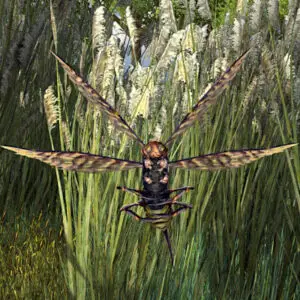 LOTRO Adorable Sicklefly Face-on