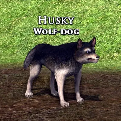 LOTRO Husky Wolf-Dog Pet | Myrtle Mint