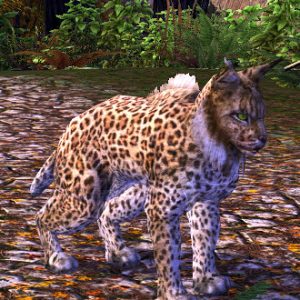 LOTRO Spotted Lynx Companion / Pet